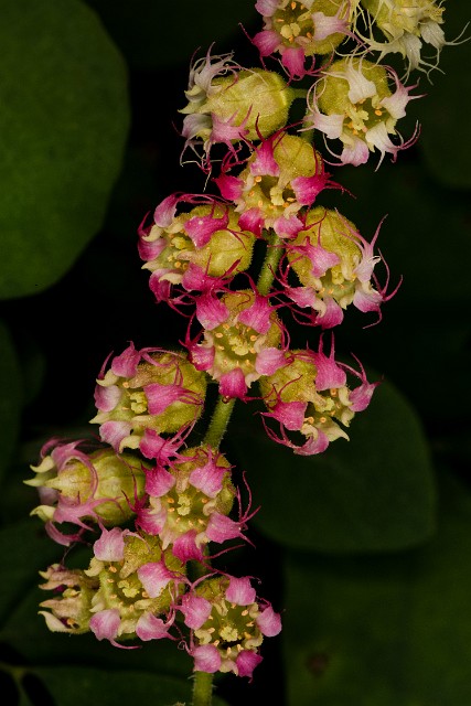 Tellemia grandiflora - Fringe Cup 17-7602.jpg